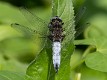 Libellula fulva male, Roxton